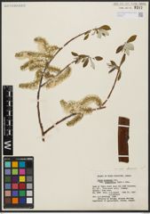 Foto von Salix alaxensis (Andersson) Coville